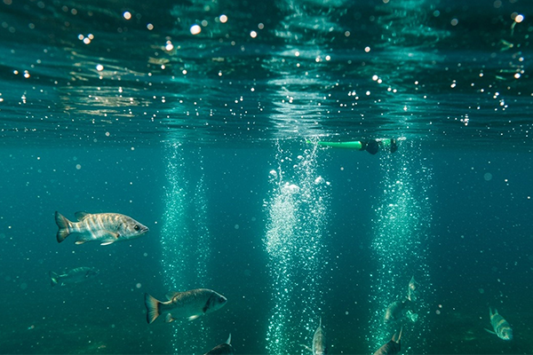 Read more about the article When Oxygen Drops, So Do Livestock: The Critical Role of Aeration in Aquaculture Biosecurity.