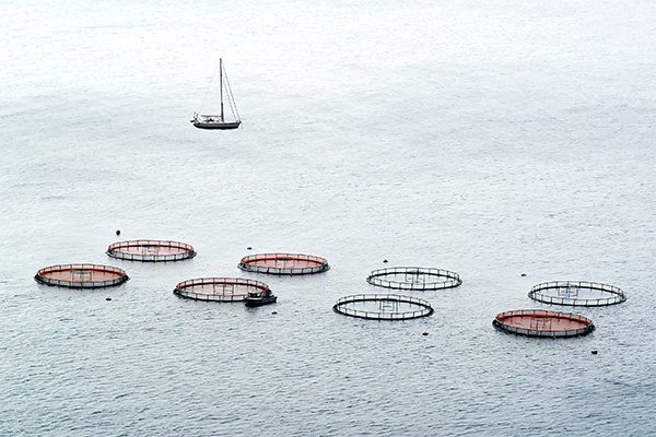 Low maintenance side channel blowers in aquaculture