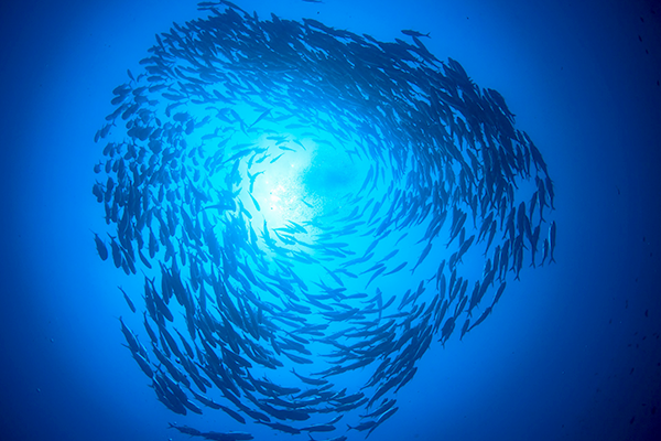 Fish swimming